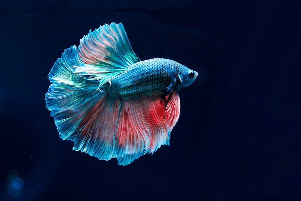 betafish