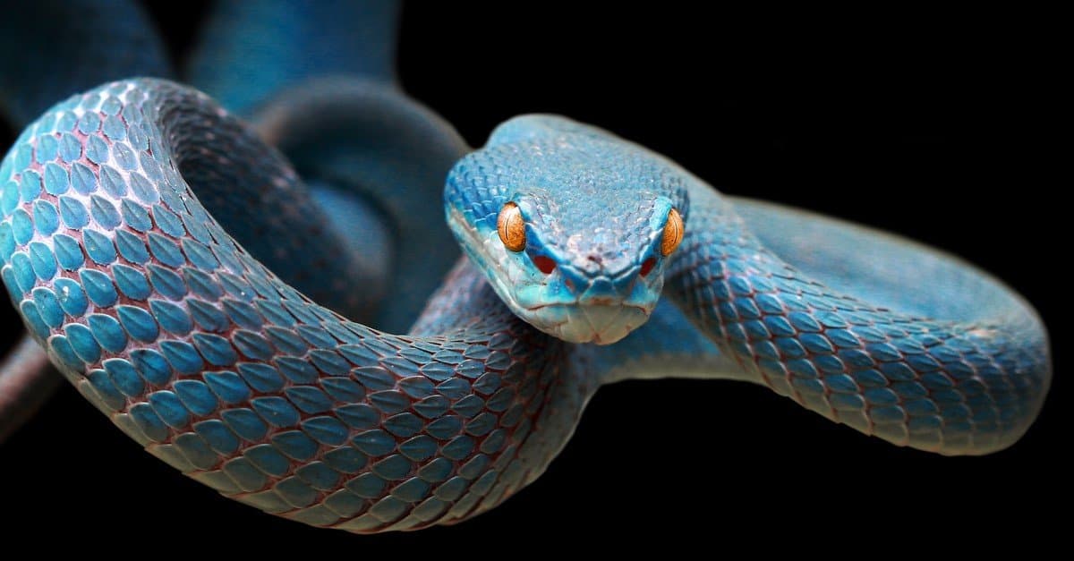 snake