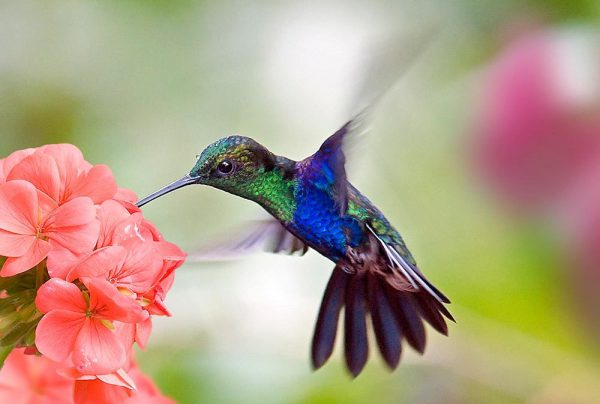 hummingbird