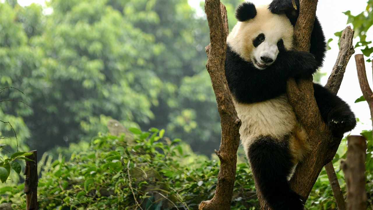 panda