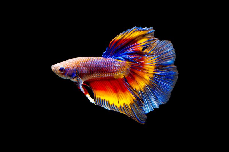 rainbowfish