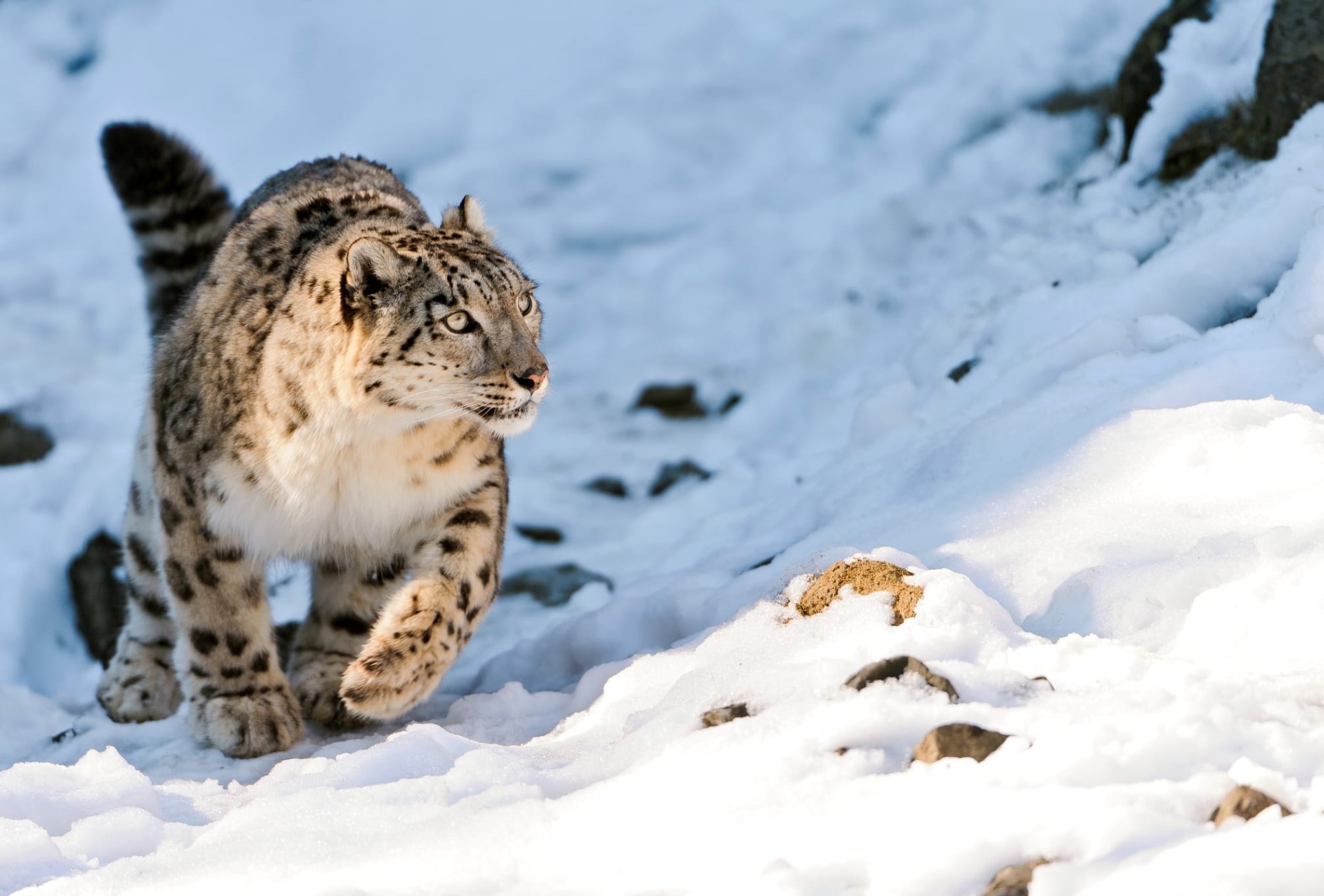 snow leopard