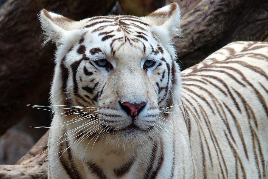 white bengal