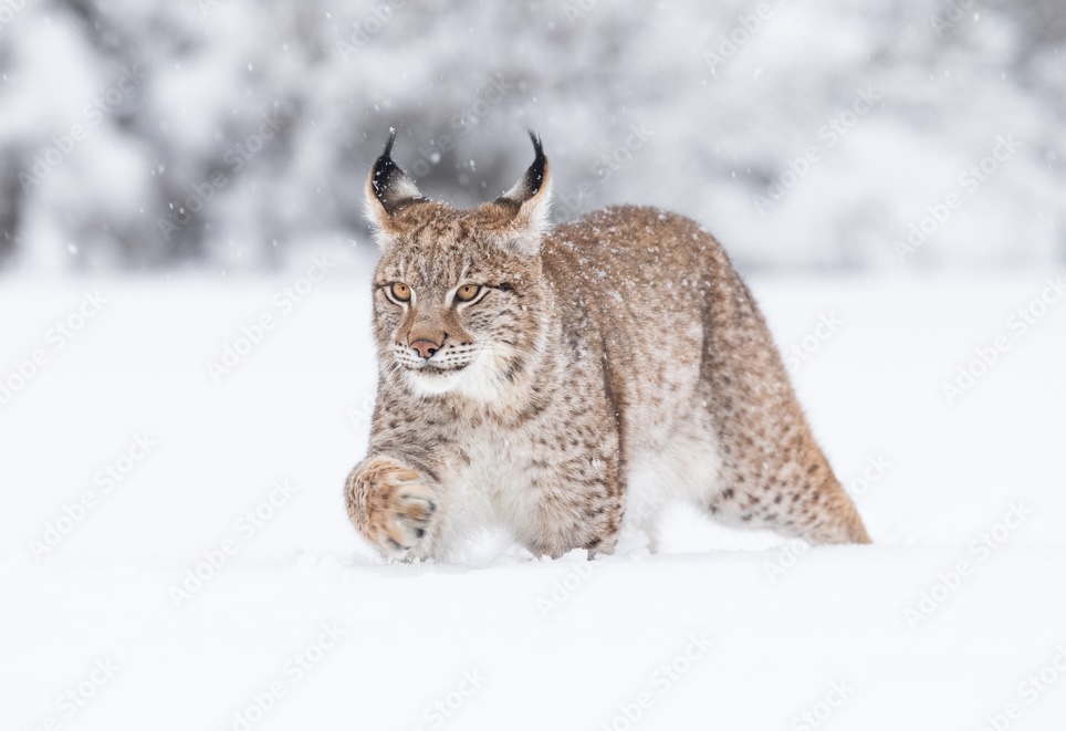 eurasian lynx